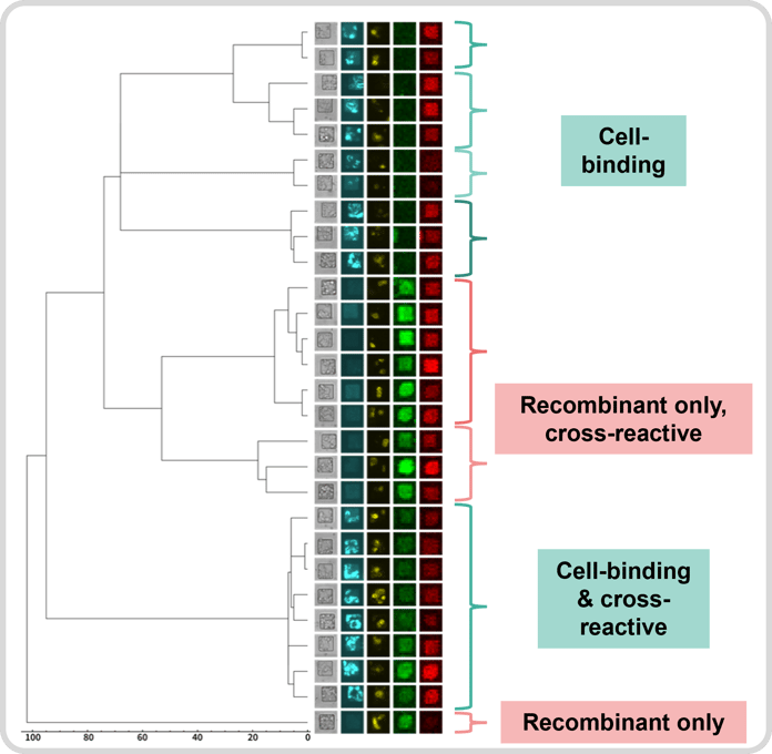 Data output from SurfScreen, arranged by antibody sequence similarity