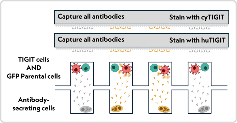 Schematic for SurfScreen combined with 2 recombinant screens