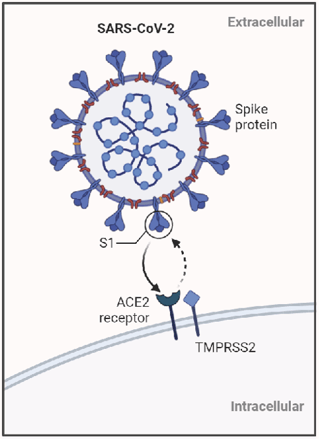 SARS-CoV-2 infects cells by the RBD on the S1 subunit of the spike protein binds with human ACE2 receptor