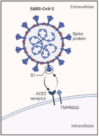 fig1