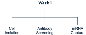 week-1-cell-isolation-antibody-screening-mRNA-capture